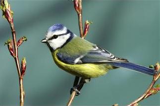 Garden Birds